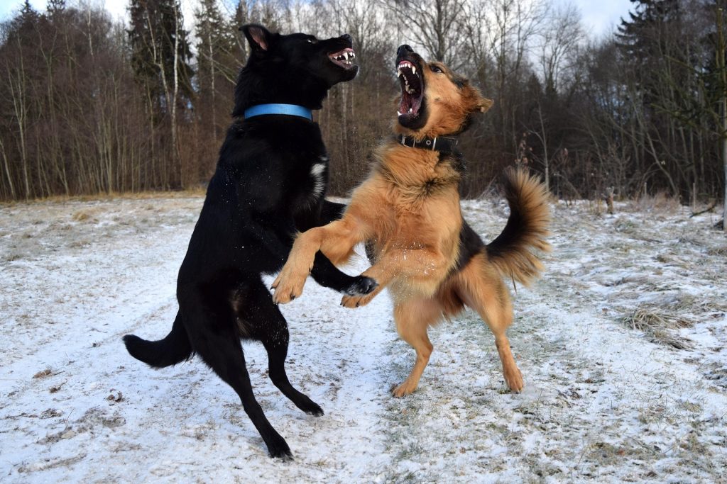 Breaking Up a Dog Fight