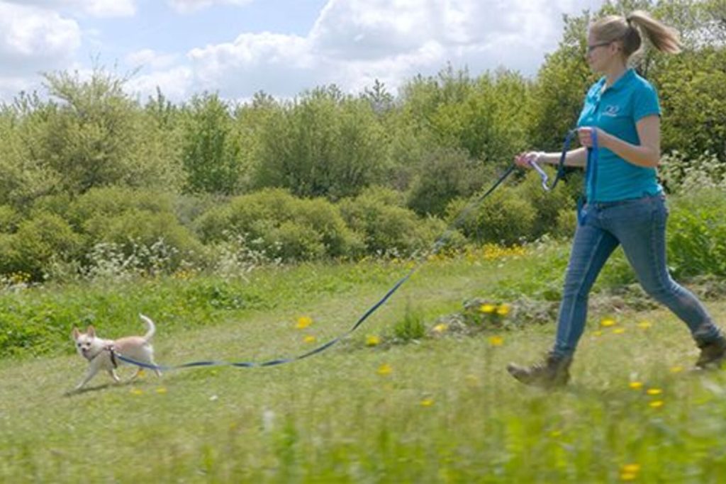 LOOSE LEASH WALKING