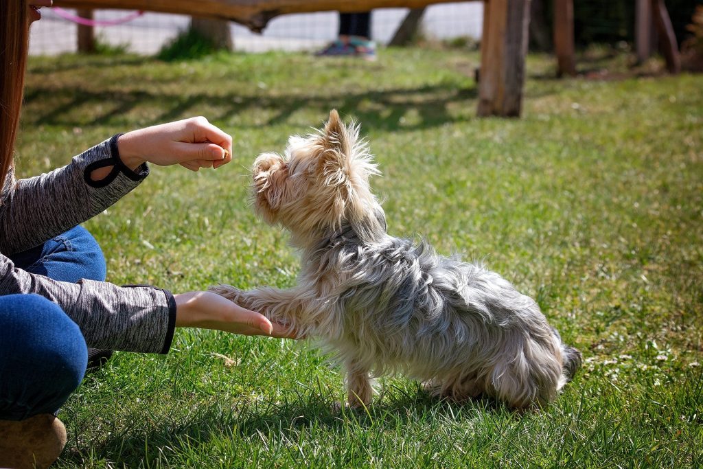 IS REWARD BASED DOG TRAINING A “BRIBE”? NO!