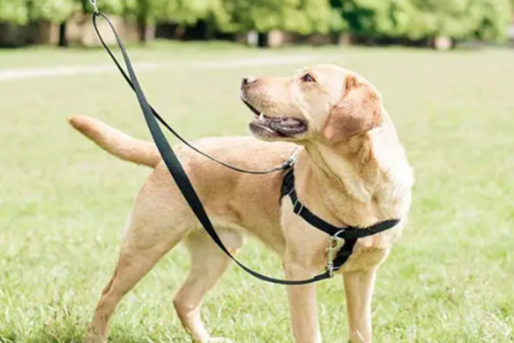 What Is The Best Equipment For Walking Your Dog ?