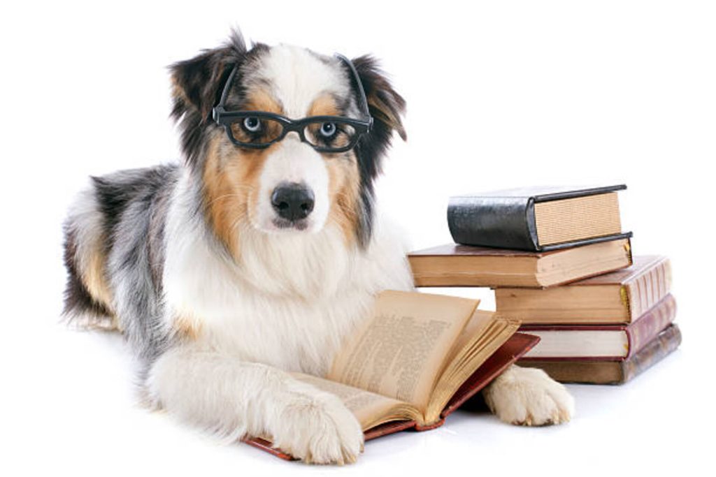 HOW LEARNING HAPPENS – WHY YOU SHOULDN’T PUNISH REACTIVITY
