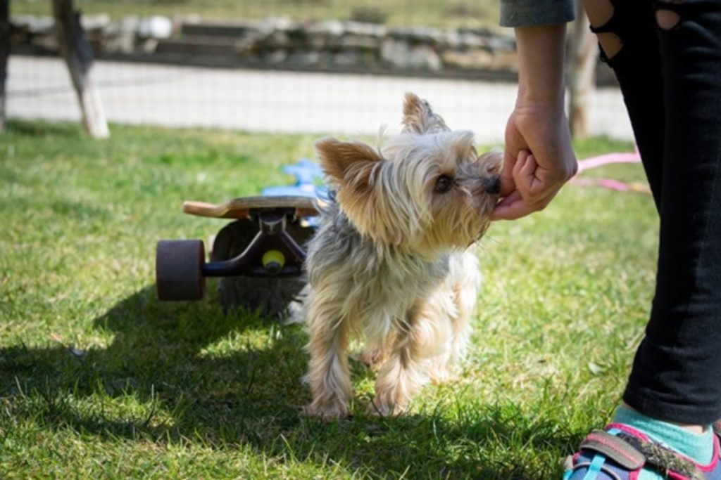 MYTHS ABOUT POSiTIVE DOG TRAINING
