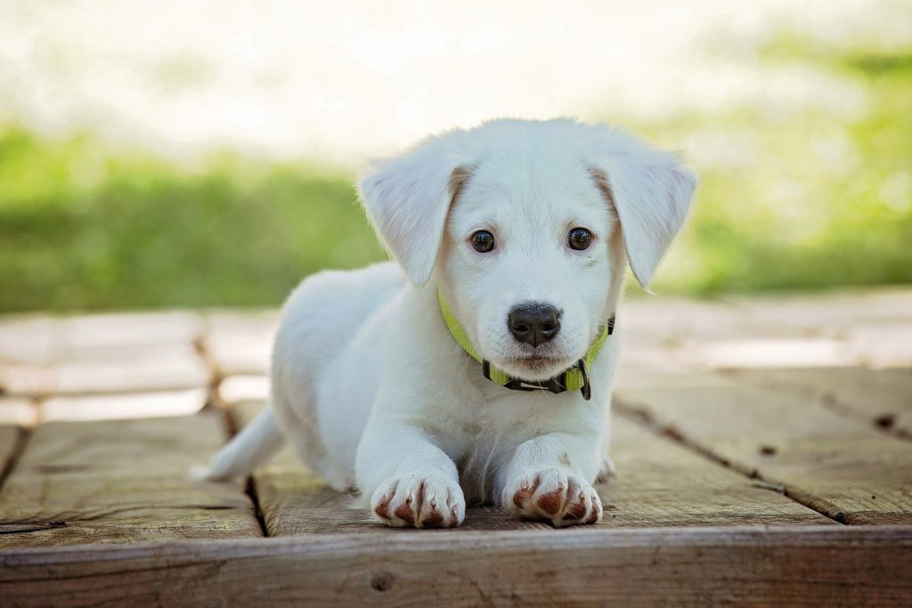 ARE PUPPY TRAINING CLASSES OR PUPPY TRAINING CONSULTS BETTER ?