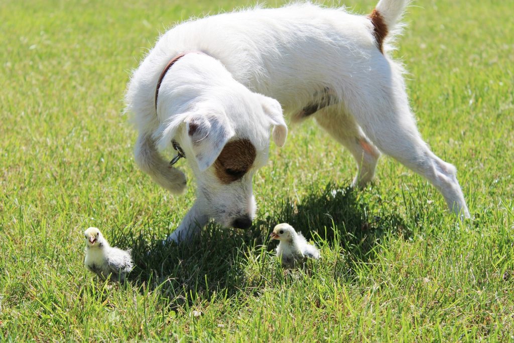 Does Your Dog Love to Hunt ?Is Your Dog Destructive ? Try Predation Substitute Training !